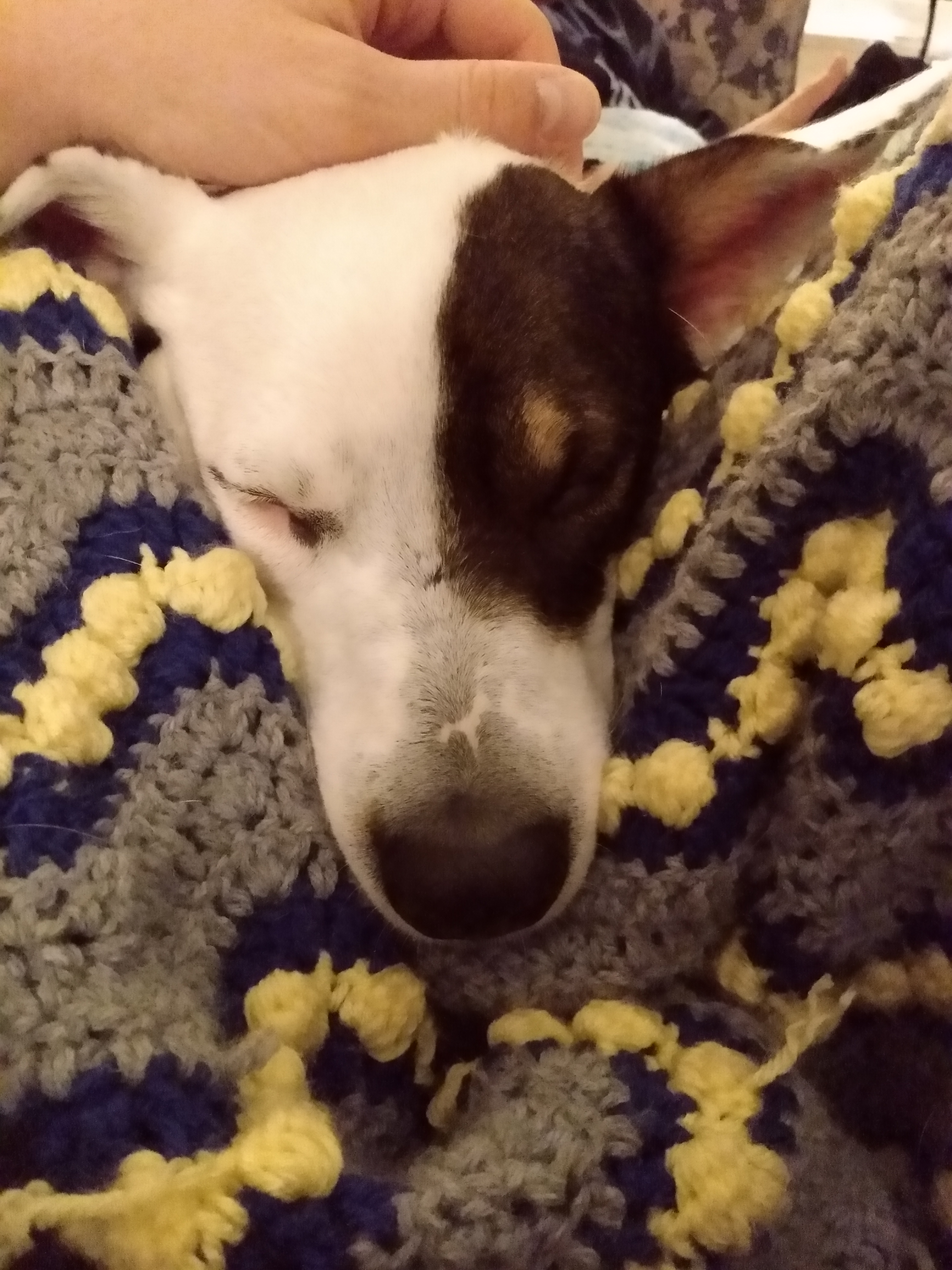 Stella sleeping on a blue and yellow blanket.