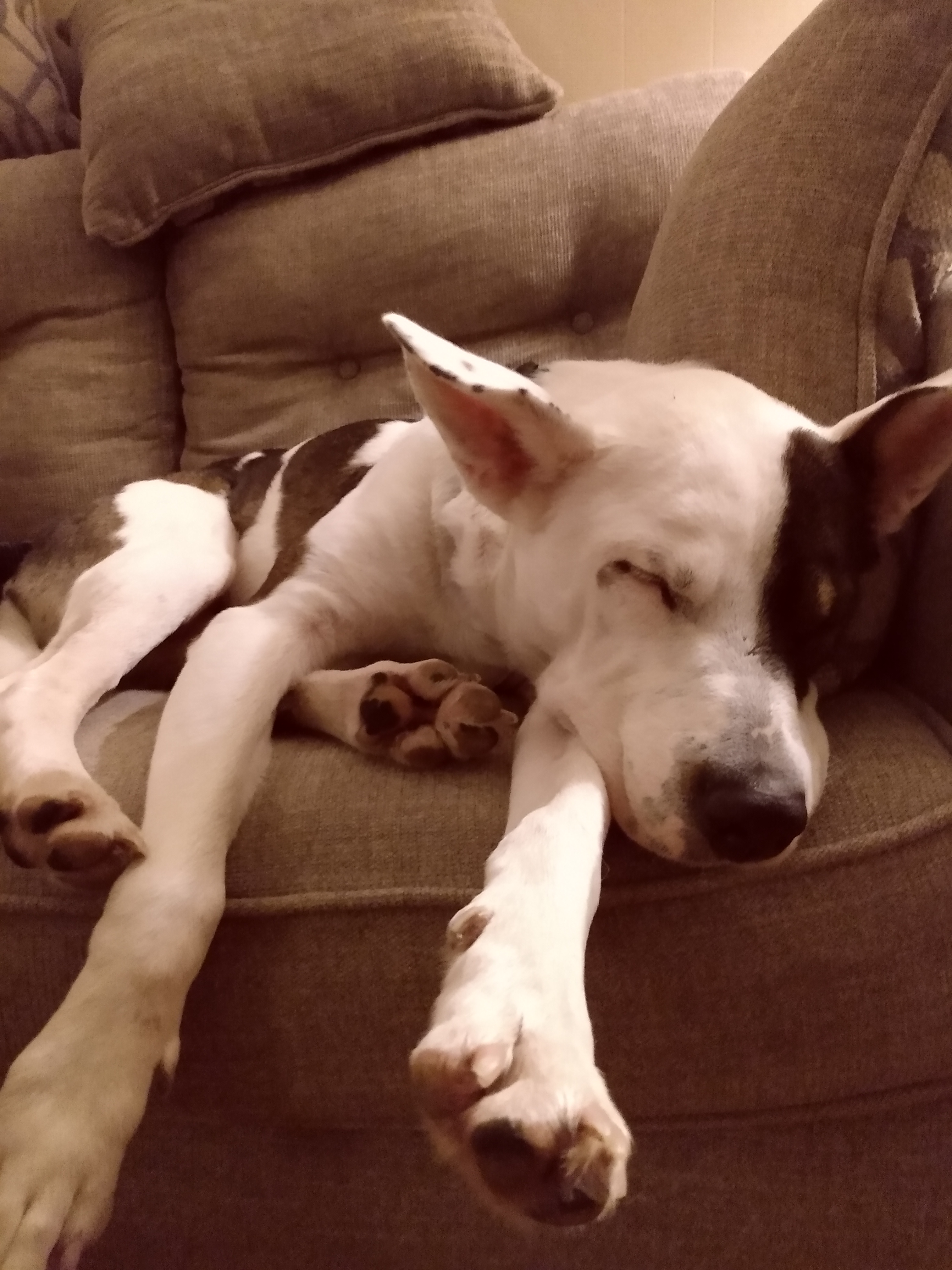 Stella on the couch, feet out, asleep.